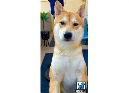 a shiba inu dog with a blue background