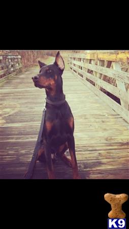 a doberman pinscher dog wearing a garment