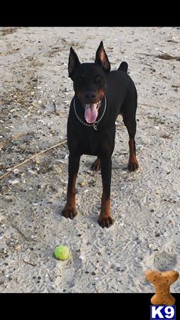 a doberman pinscher dog standing on sand