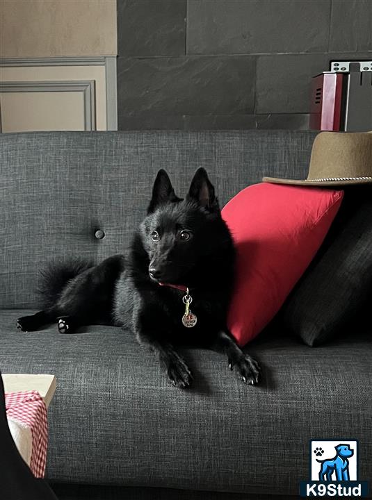 a black schipperke dog lying on a couch