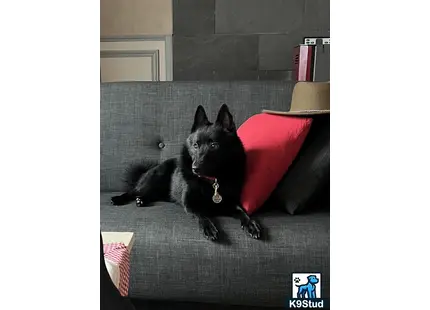 a black schipperke dog lying on a couch