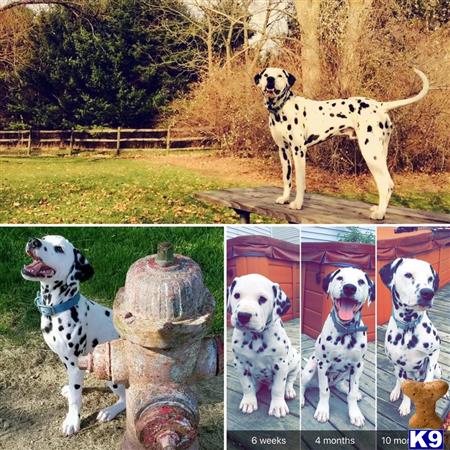 a collage of a dalmatian dog