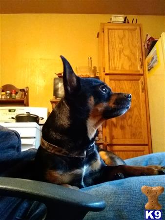 a chihuahua dog sitting on a couch