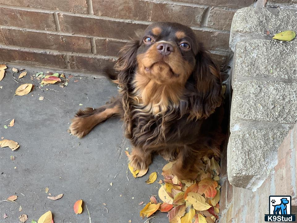 a cavalier king charles spaniel dog sitting on the ground