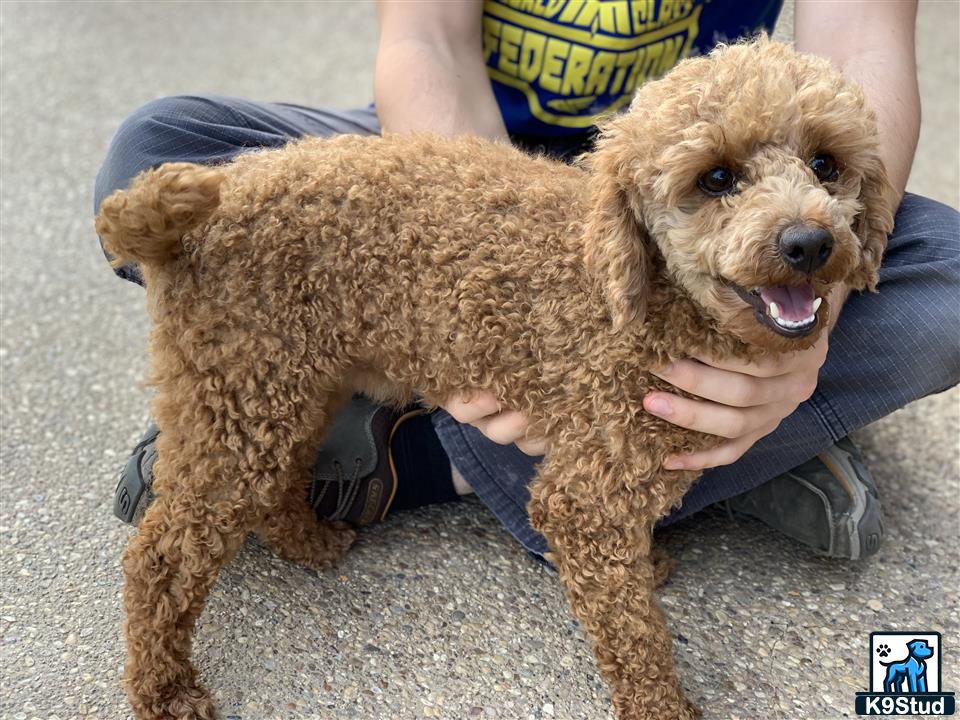 a person holding a poodle dog
