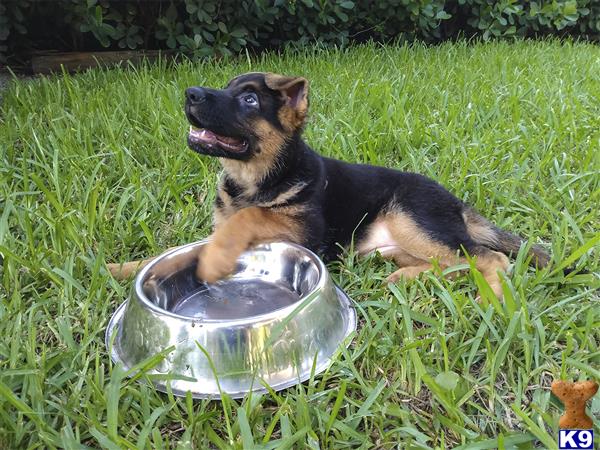 a german shepherd dog lying in the grass next to a bowl of water