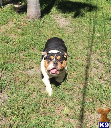 a english bulldog dog wearing a hat