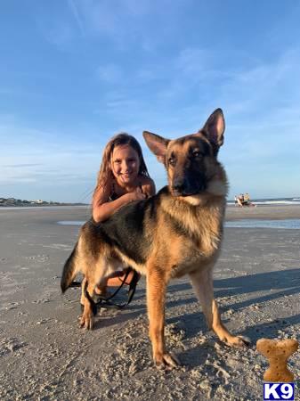 a person holding a german shepherd dog on a beach