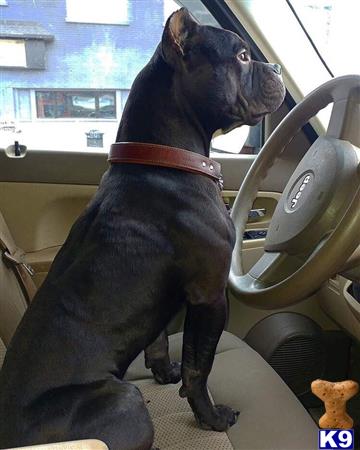 a american bully dog sitting in a car