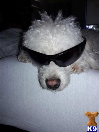 a poodle dog wearing sunglasses