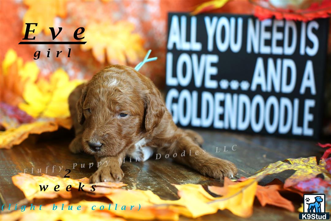 a goldendoodles dog lying on a blanket