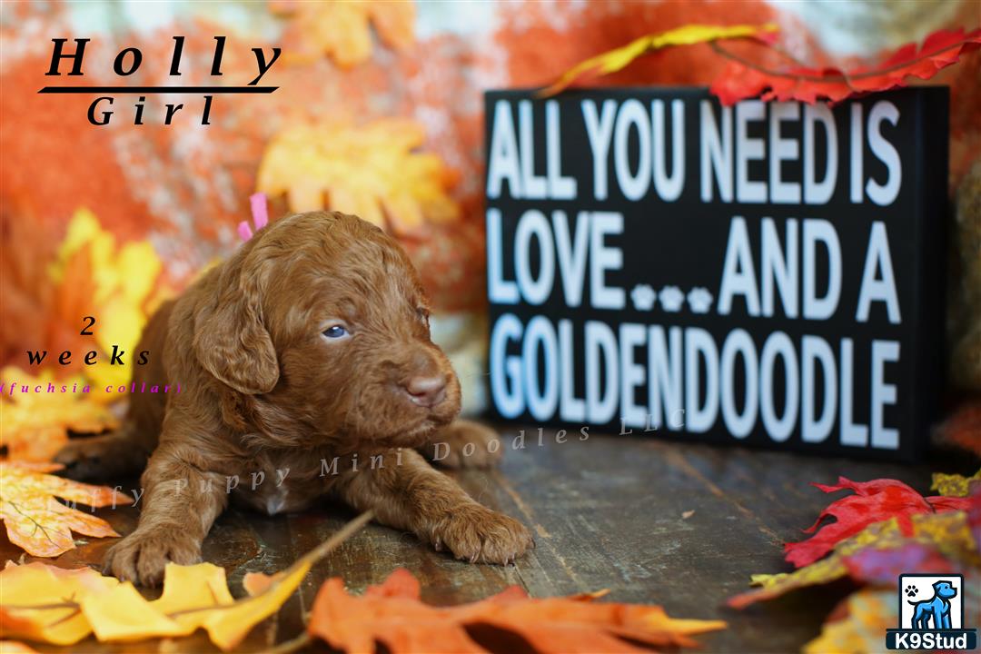 a goldendoodles puppy sitting on leaves