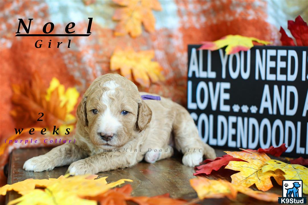 a goldendoodles puppy lying on the ground with leaves falling around it