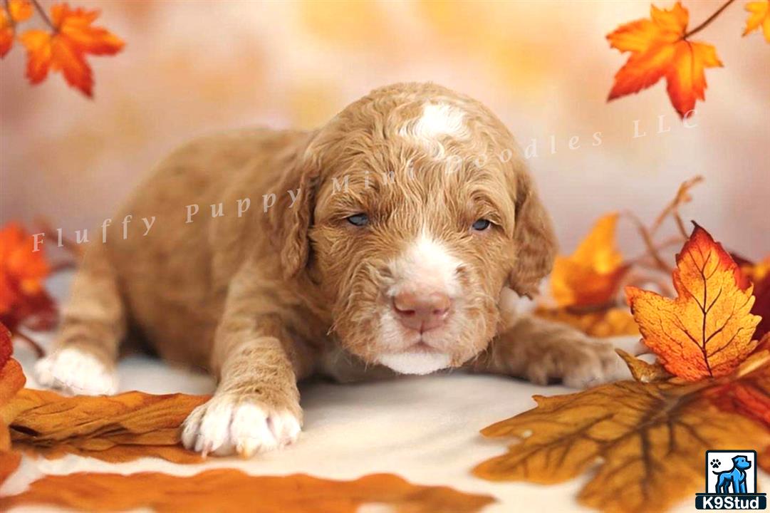 a goldendoodles puppy lying on a pile of leaves