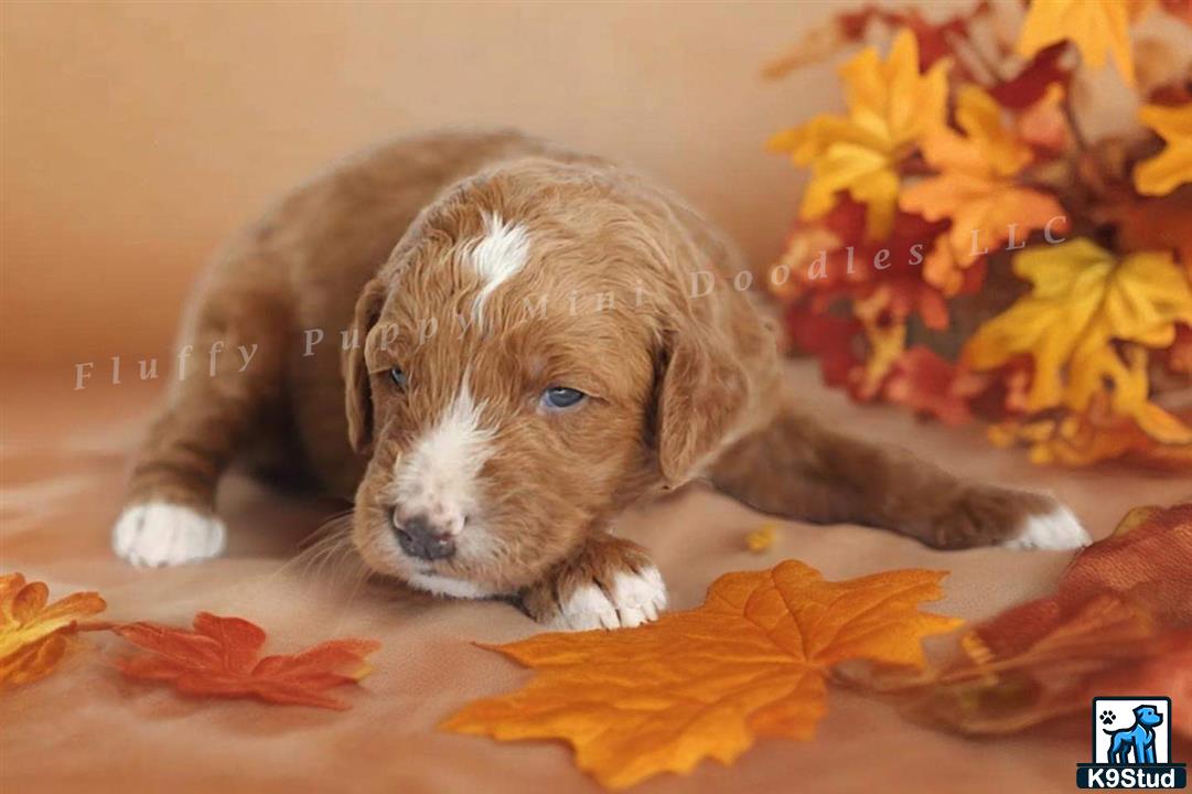 a goldendoodles dog lying on a blanket