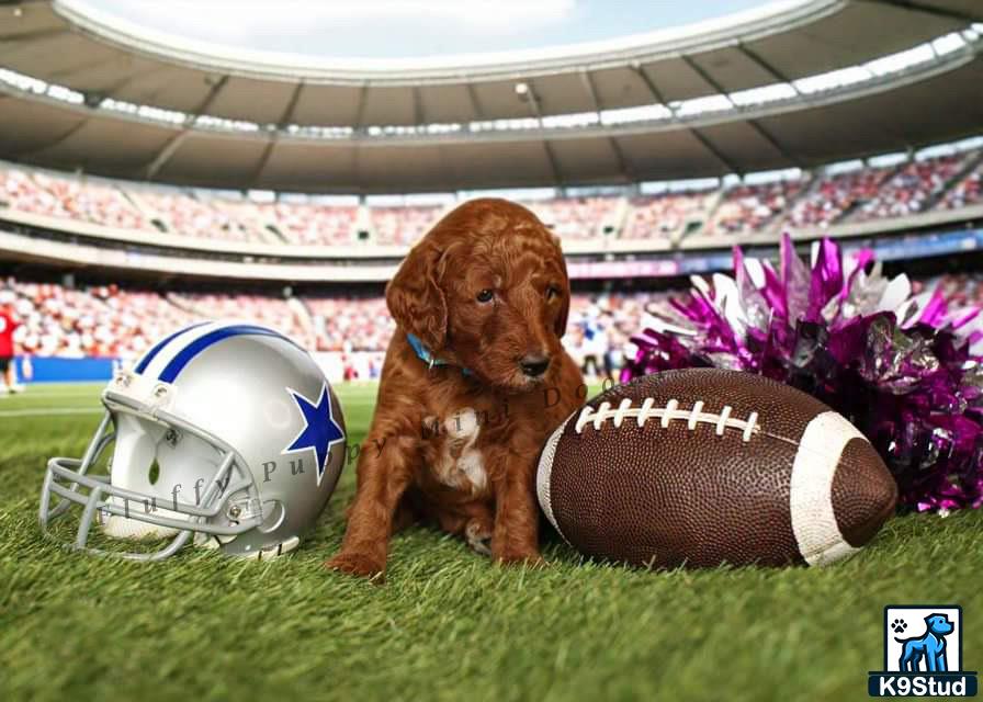 a goldendoodles dog sitting on a football field with a ball and a football