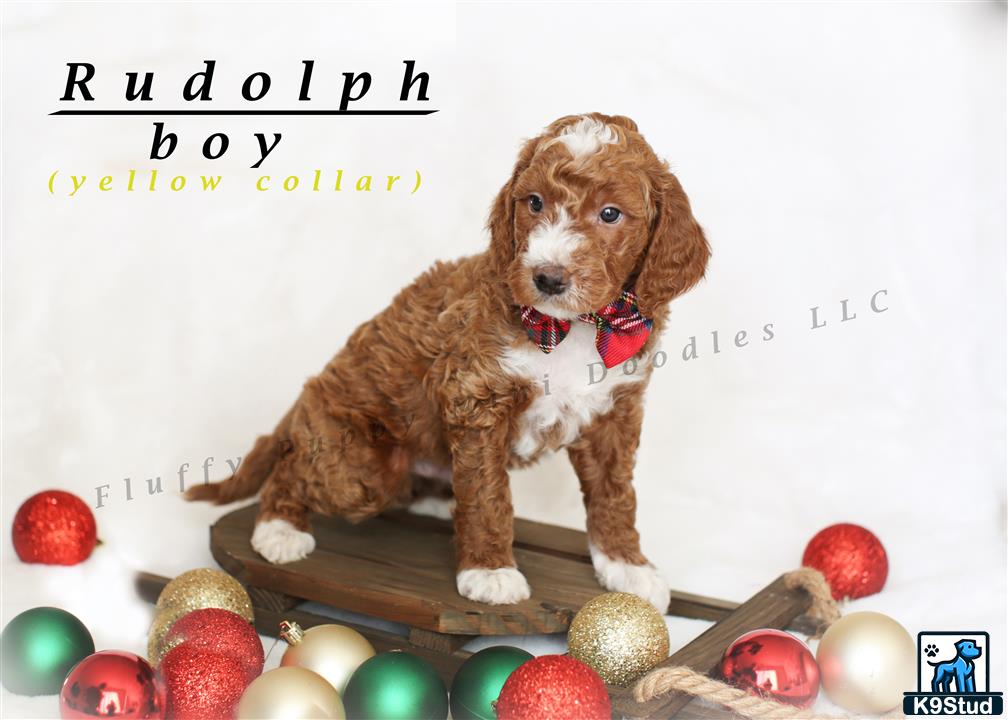 a goldendoodles dog sitting on a wooden board