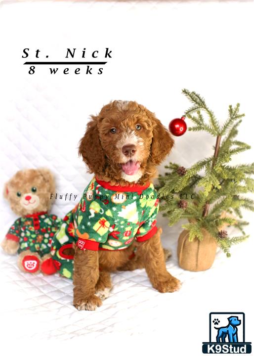 a goldendoodles dog wearing a sweater and a stuffed animal