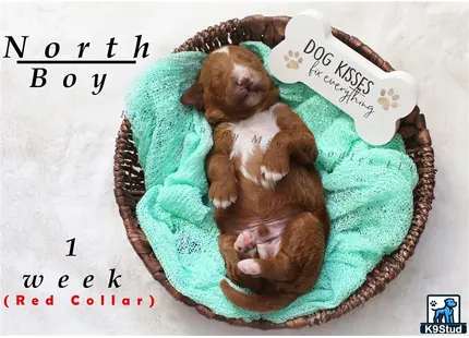 a couple of goldendoodles puppies in a bowl with a sign