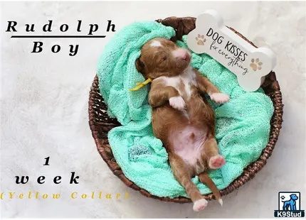 a couple of goldendoodles puppies in a bed with a birthday hat