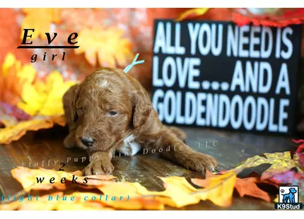 a goldendoodles dog lying on a blanket