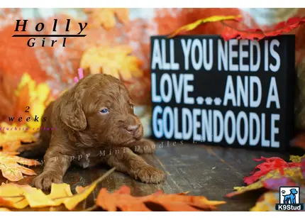 a goldendoodles puppy sitting on leaves