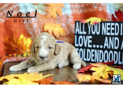 a goldendoodles puppy lying on the ground with leaves falling around it