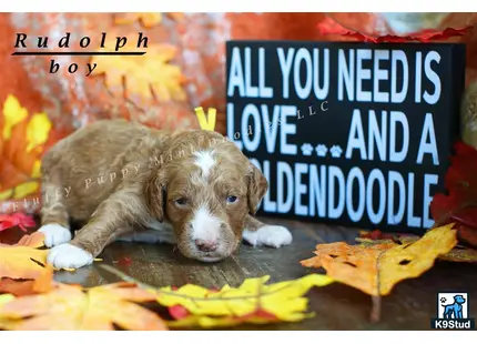 a goldendoodles dog lying on a pile of shredded paper