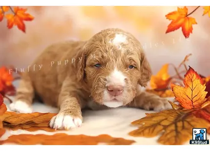 a goldendoodles puppy lying on a pile of leaves