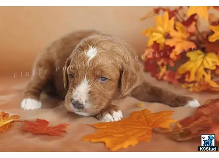 a goldendoodles dog lying on a blanket