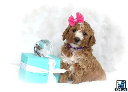 a goldendoodles dog wearing a hat and holding a blue and white ice cream cone