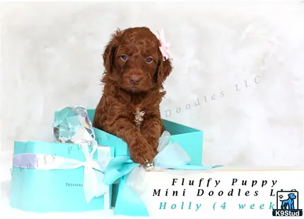 a goldendoodles dog in a blue box