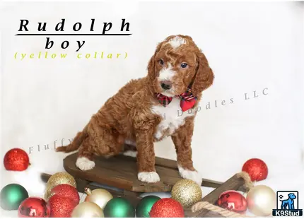 a goldendoodles dog sitting on a wooden board