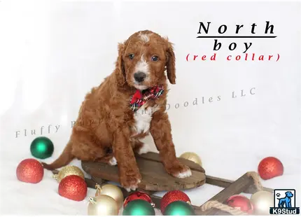 a goldendoodles dog sitting on a skateboard