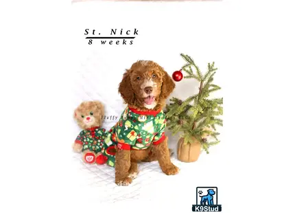 a goldendoodles dog wearing a sweater and a stuffed animal