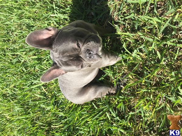 a french bulldog dog lying in the grass