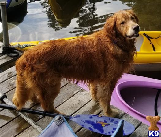 a golden retriever dog standing on a boat