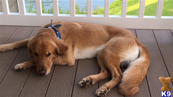 a couple of golden retriever dogs lying on a wood deck