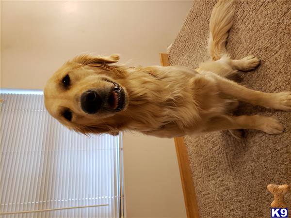 a golden retriever dog standing on a carpet