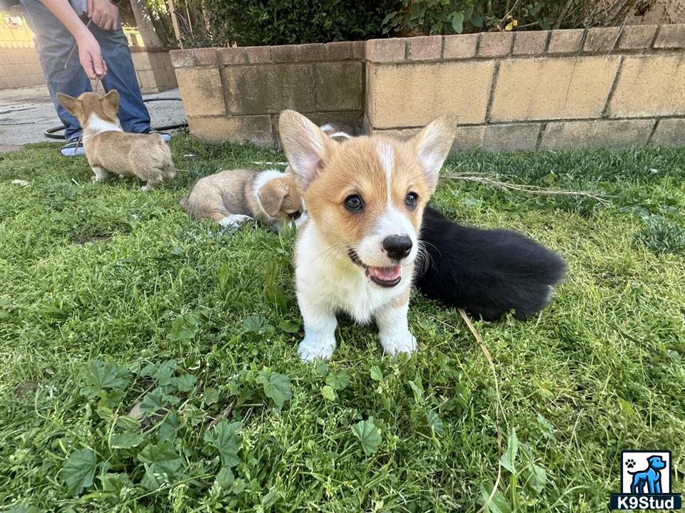 a pembroke welsh corgi dog sitting in the grass