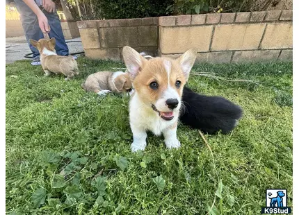 a pembroke welsh corgi dog sitting in the grass