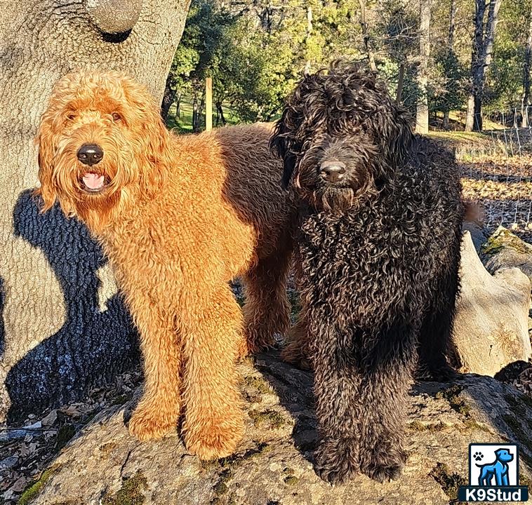 two goldendoodles dogs sitting on a rock