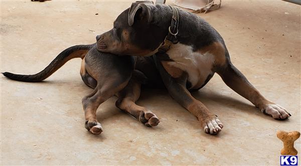 a american bully dog playing with a baby american bully dog