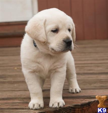 a labrador retriever puppy standing on a wood floor