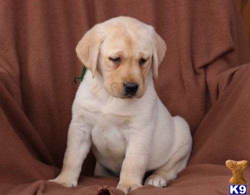 a labrador retriever puppy sitting on a couch