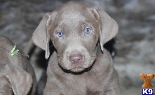 a labrador retriever dog with blue eyes