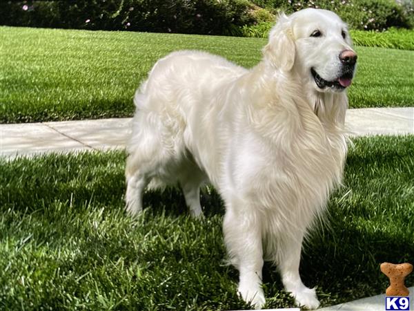 a white golden retriever dog standing in the grass