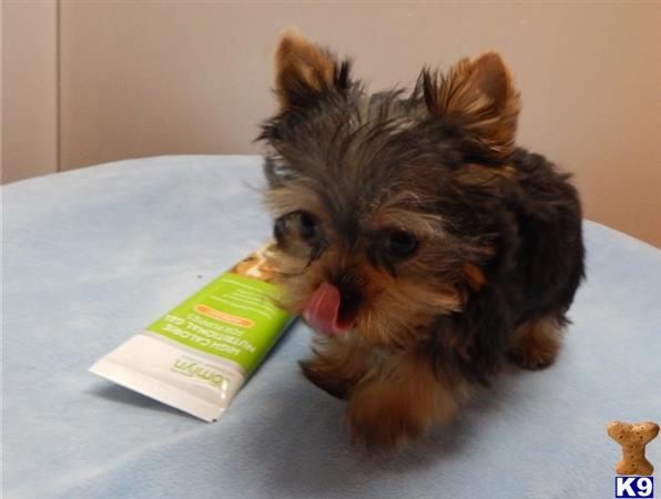 a yorkshire terrier dog with its tongue out