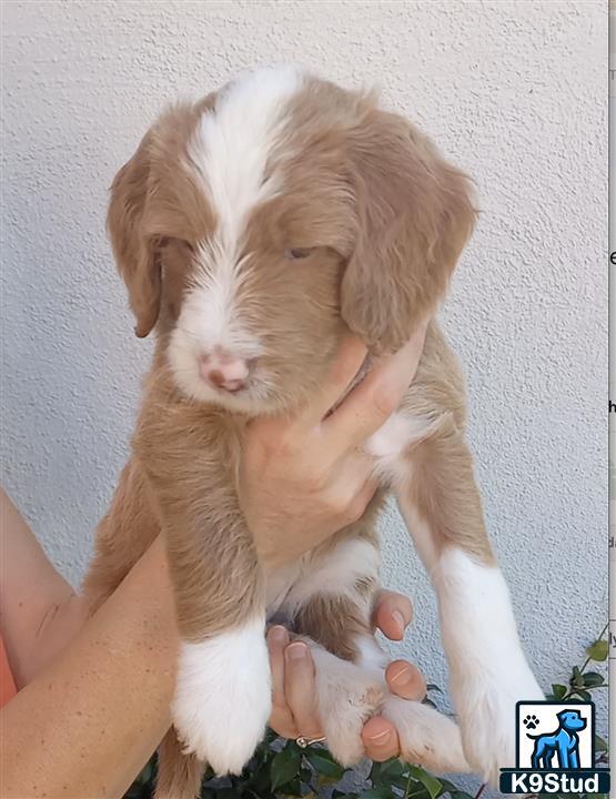 a person holding a aussiedoodle puppy