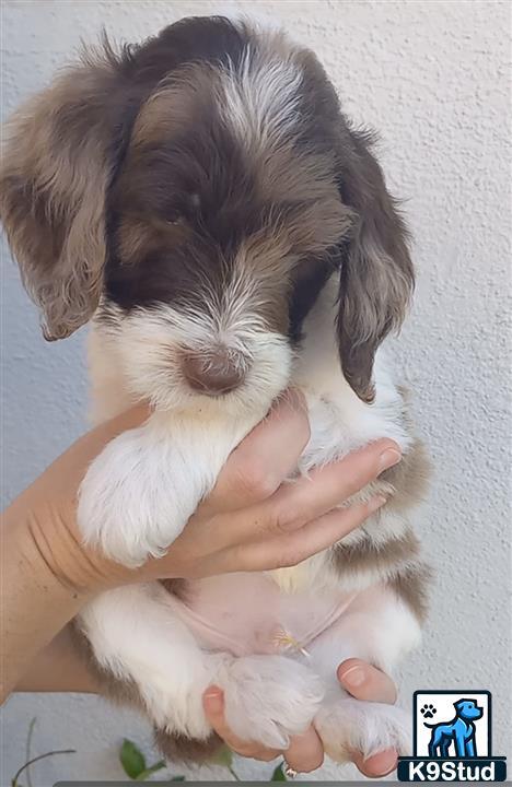 a person holding a aussiedoodle puppy